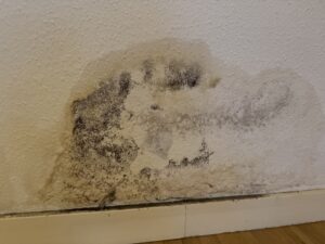 Schimmelbefall an Innenwand – Nahaufnahme
